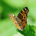 /album/babocka-sitkovana/a2015-05-13-14-jpg/